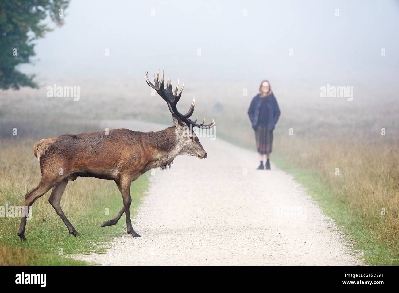 Cervi rossi (Cervus elaphus), stag che attraversa un sentiero di fronte ad una donna in via di promenimento, la Danimarca Foto Stock