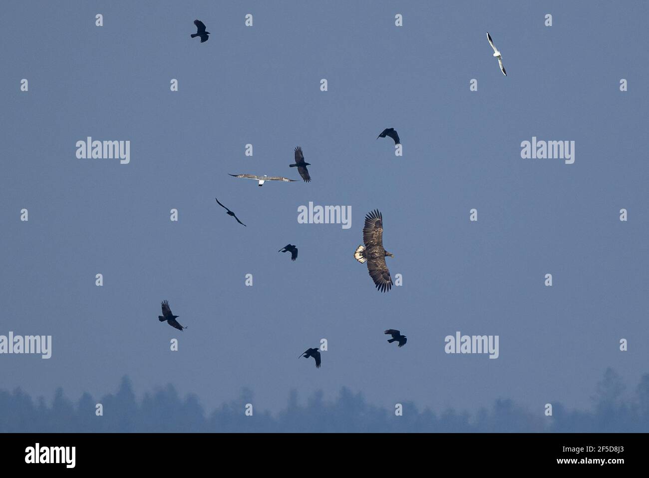 Aquila di mare dalla coda bianca (Haliaetus albicilla), aquila di mare dalla coda bianca, attaccata da corvi e gabbiani, Germania, Baviera Foto Stock