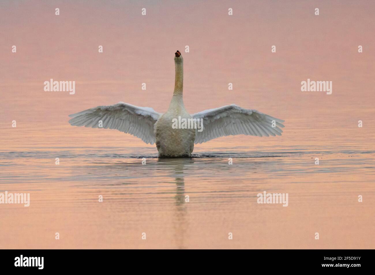 Cigno muto (Cygnus olor), impressionante con le ali spalancate in luce notturna, Germania, Baviera, Lago di Chiemsee Foto Stock Cigno muto (Cygnus olor), impressionante con le ali spalancate in luce notturna, Germania, Baviera, Lago di Chiemsee Foto Stock