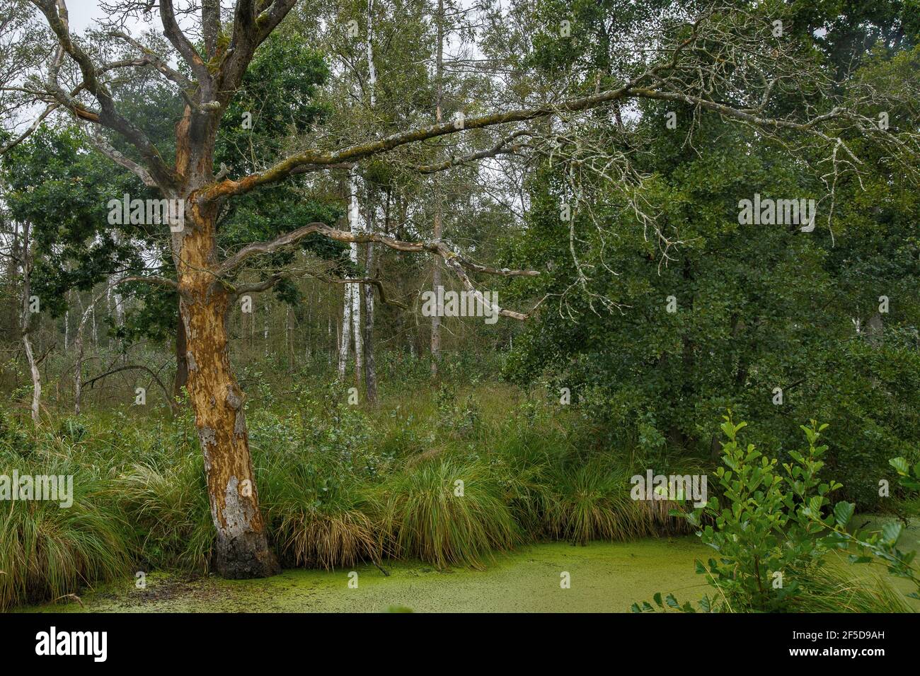 Albero morto nella riserva naturale Anklamer Stadtbruch, Germania, Meclemburgo-Pomerania occidentale, NSG Anklamer Stadtbruch Foto Stock