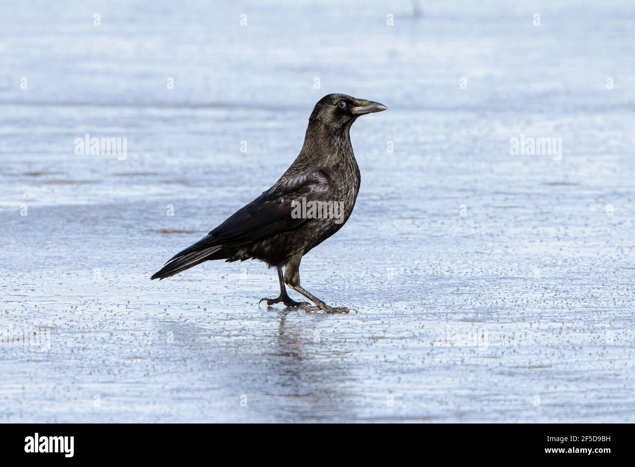 Corvo di Carrion (Corvus corone, Corvus corone corone), che cammina sul lago ghiacciato, Germania, Baviera Foto Stock