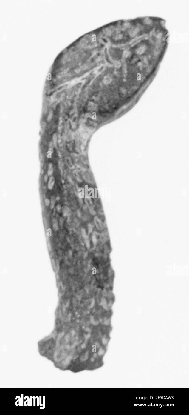 Testa serpente. Sconosciuto Foto Stock