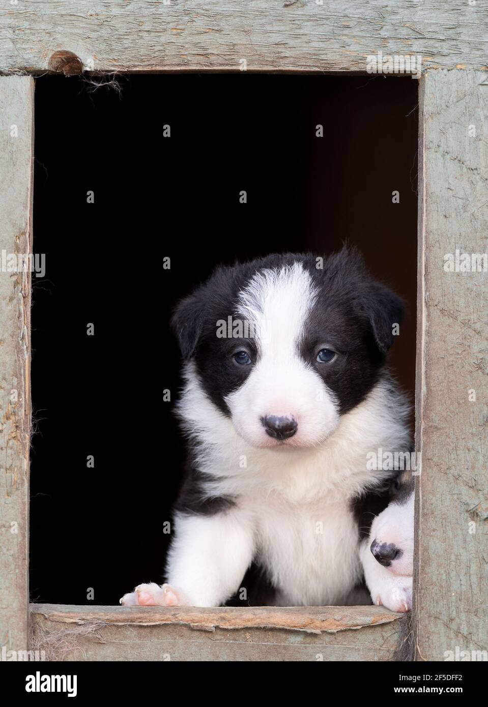 Border Collie cuccioli guardando fuori dal loro allevamento. North Yorkshire, Regno Unito. Foto Stock