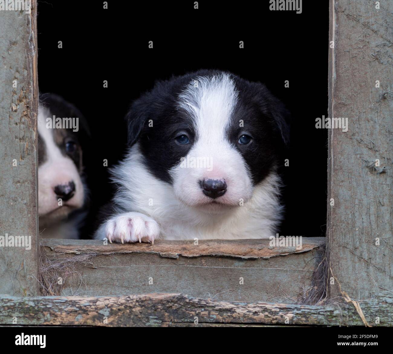 Border Collie cuccioli guardando fuori dal loro allevamento. North Yorkshire, Regno Unito. Foto Stock