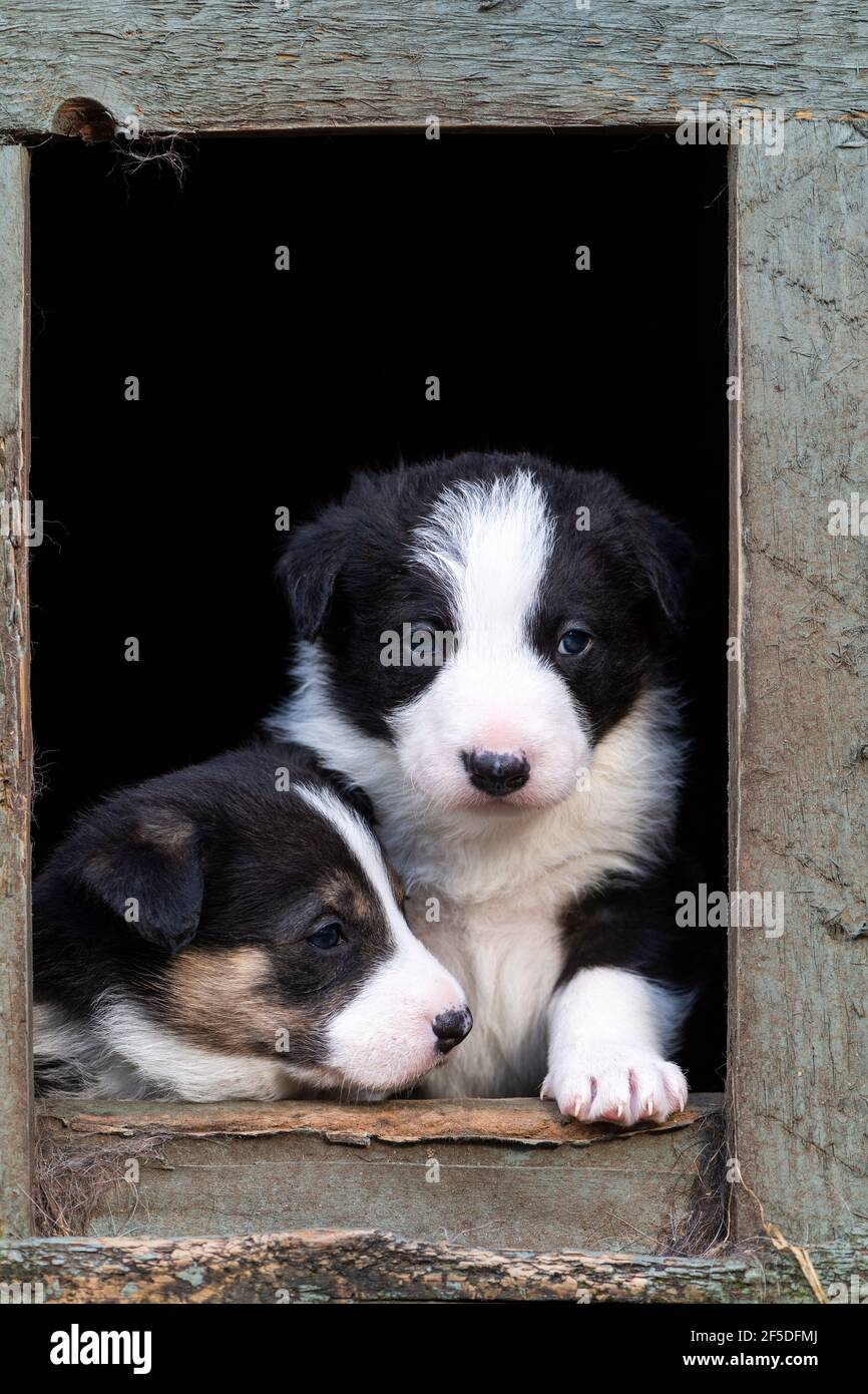 Border Collie cuccioli guardando fuori dal loro allevamento. North Yorkshire, Regno Unito. Foto Stock