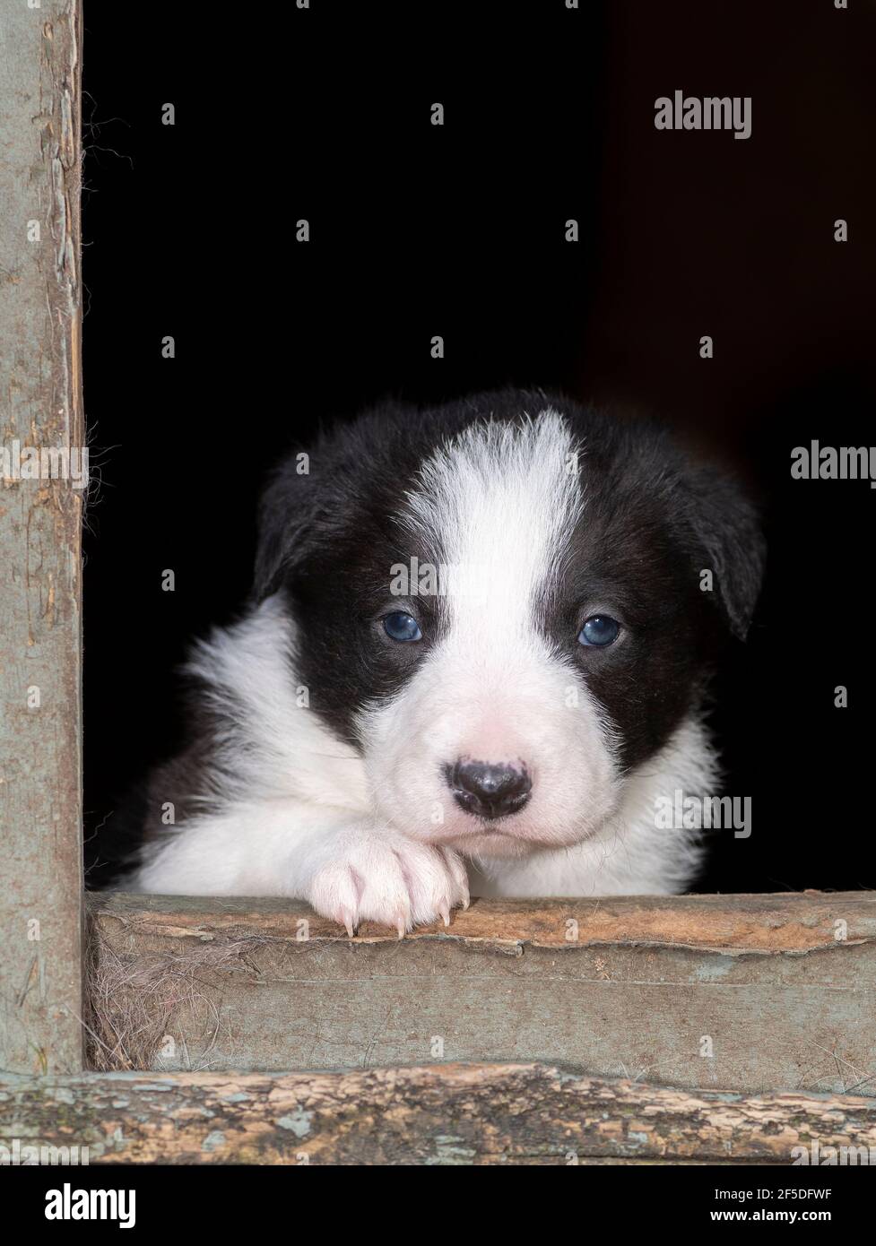 Border Collie cuccioli guardando fuori dal loro allevamento. North Yorkshire, Regno Unito. Foto Stock