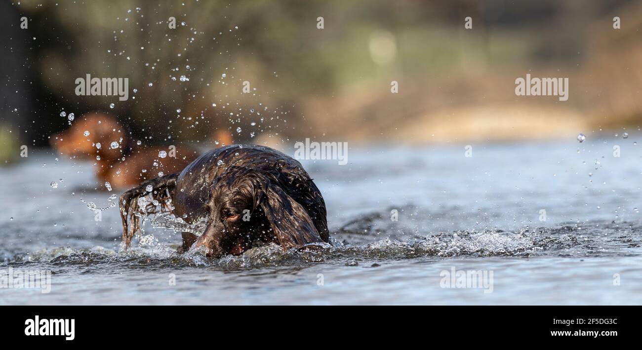 Cani spagnoli che giocano in un fiume, nel Nord Yorkshire, Regno Unito. Foto Stock