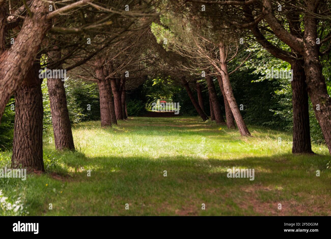 Woodland nei giardini di piacere a Chateau de Lathan in La Valle della Loira Francia Foto Stock