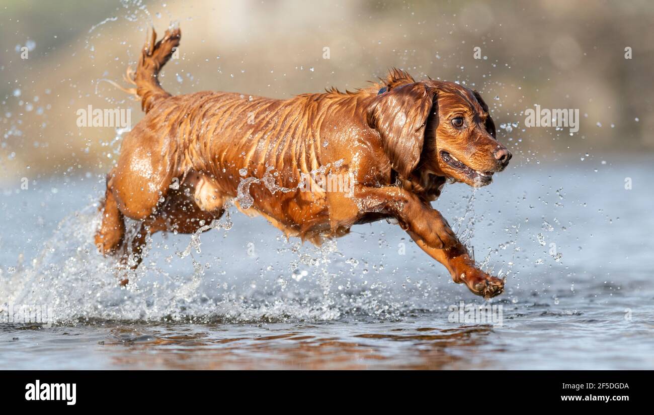Cani spagnoli che giocano in un fiume, nel Nord Yorkshire, Regno Unito. Foto Stock