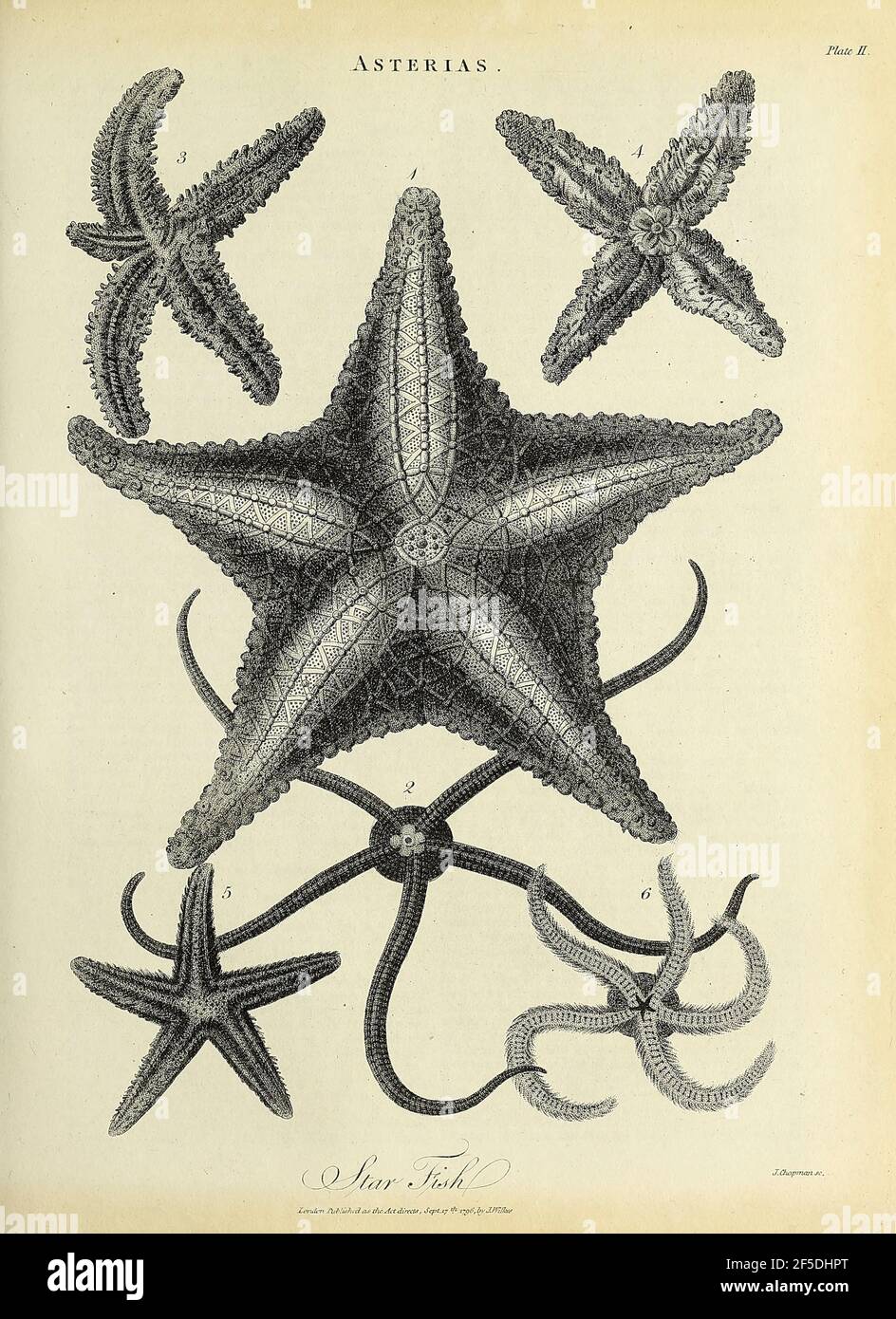 Asterias è una specie di batterio appartenente alla famiglia degli Asteriidi. Comprende diverse delle specie più conosciute di stelle marine, tra cui lo Starfish comune (Atlantico), Asterias rubens, e il litorale del Pacifico settentrionale, incisione Copperplate dall'Enciclopedia Londinensis o, dizionario universale di arti, scienze e letteratura; Volume II; edito da Wilkes, Giovanni. Pubblicato a Londra nel 1810 Foto Stock