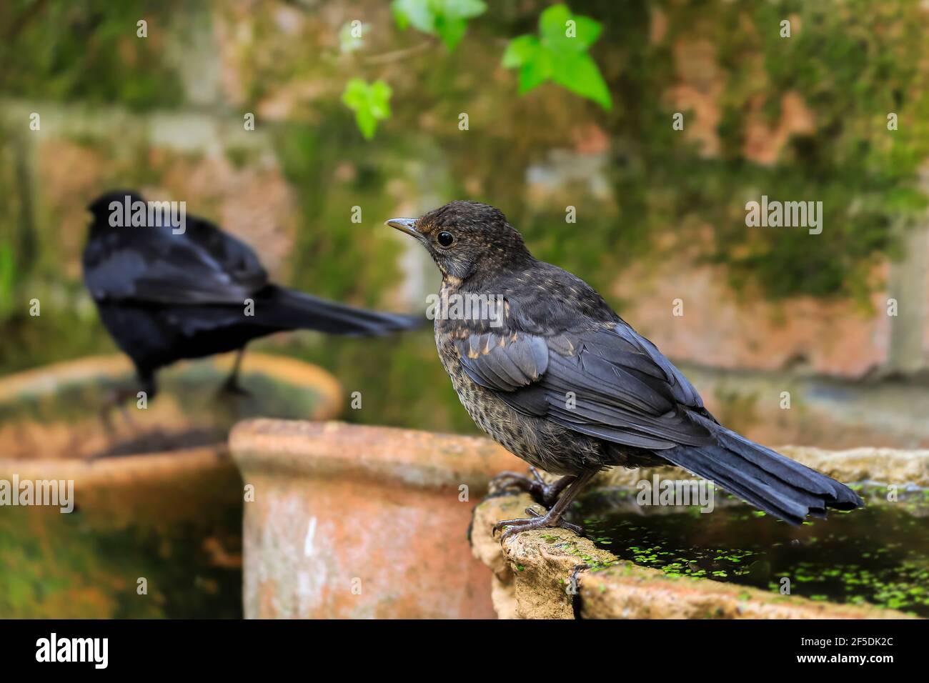 Giovane uccello nero comune (Turdus merula) in attesa di cibo da suo genitore visto oltre, in un giardino Chiltern; Henley-on-Thames, Oxfordshire, Regno Unito Foto Stock