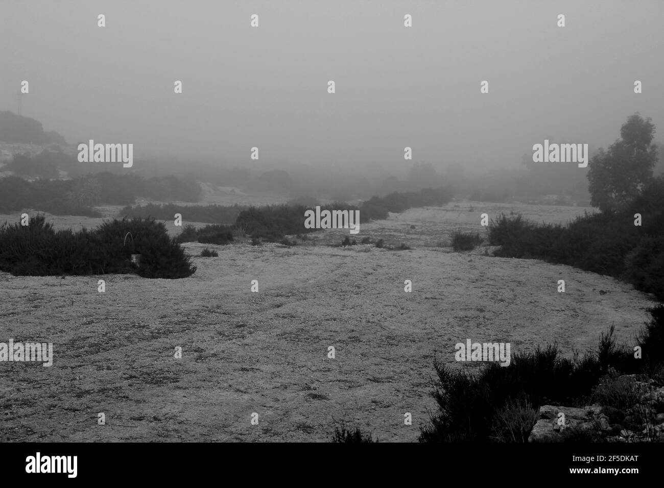 Paesaggio di campagna con cespugli nativi e alberi di eucalipto in una mattinata foggy ad Alicante, Spagna Foto Stock