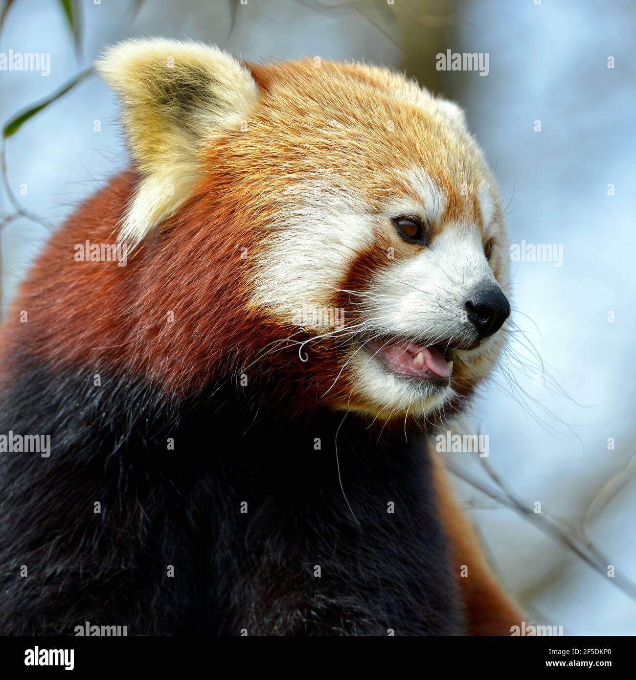 Ritratto di panda rosso (Ailurus fulgens) sul cielo blu sullo sfondo Foto Stock