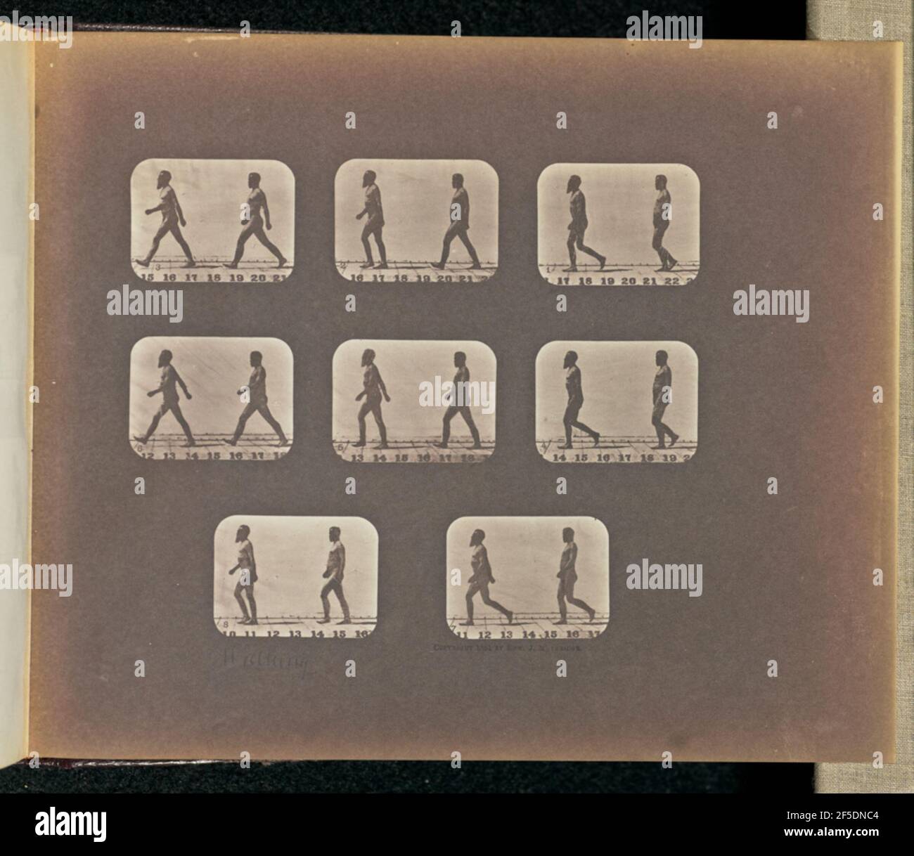 A piedi. Otto cornici raffiguranti due nudi maschili che camminano di fronte l'uno all'altro. I fotogrammi sono numerati da uno a otto. (Recto, stampa) Centro inferiore, a matita, in mano dell'artista: 'Walking'; (verso, stampa) in alto a sinistra, a matita: '99'; Foto Stock