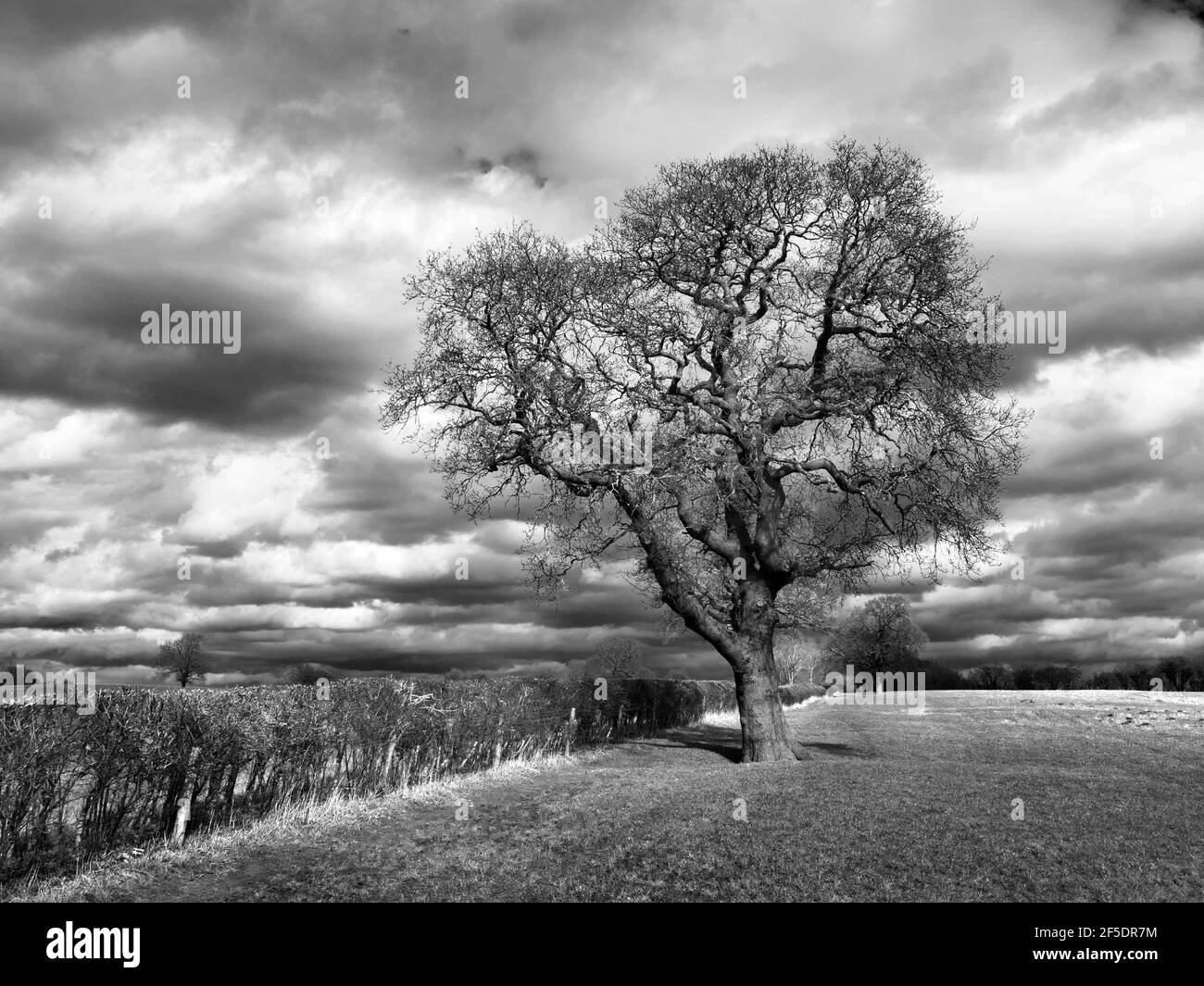 Querce lungo un sentiero pubblico con cielo nuvoloso dietro Vicino a Knaresborough, North Yorkshire, Inghilterra Foto Stock