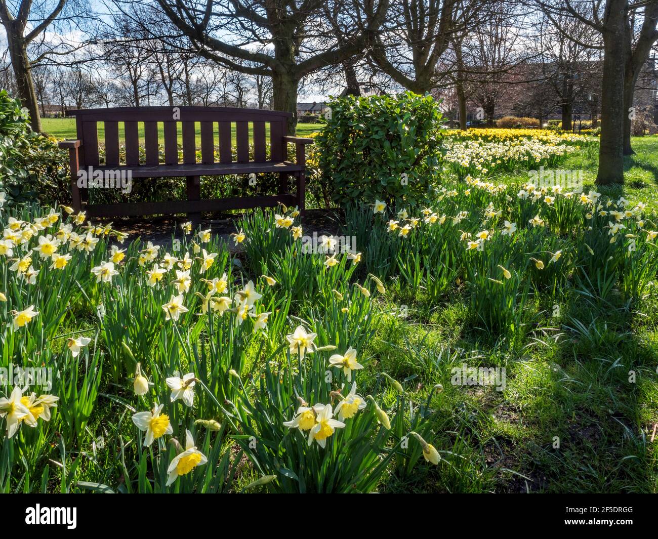 Narcisi in fiore a Belmont Park in Starbeck Harrogate North Yorkshire Inghilterra Foto Stock