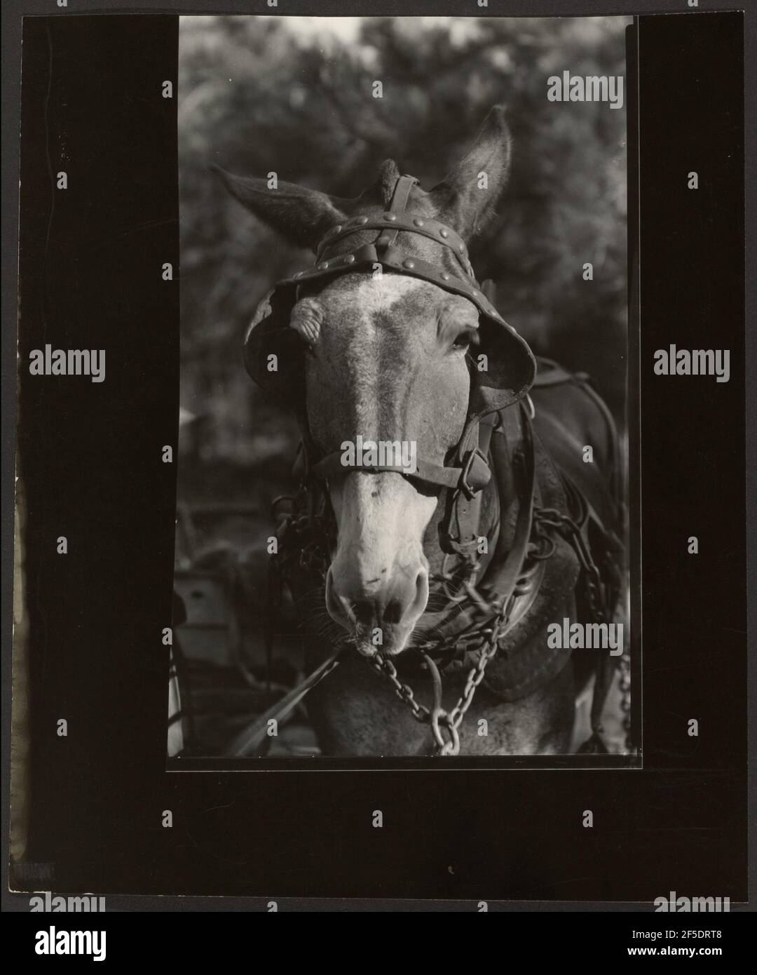 A Mule, Contea di Hale, Alabama. Walker Evans (cucina americana, 1903 - 1975) Foto Stock