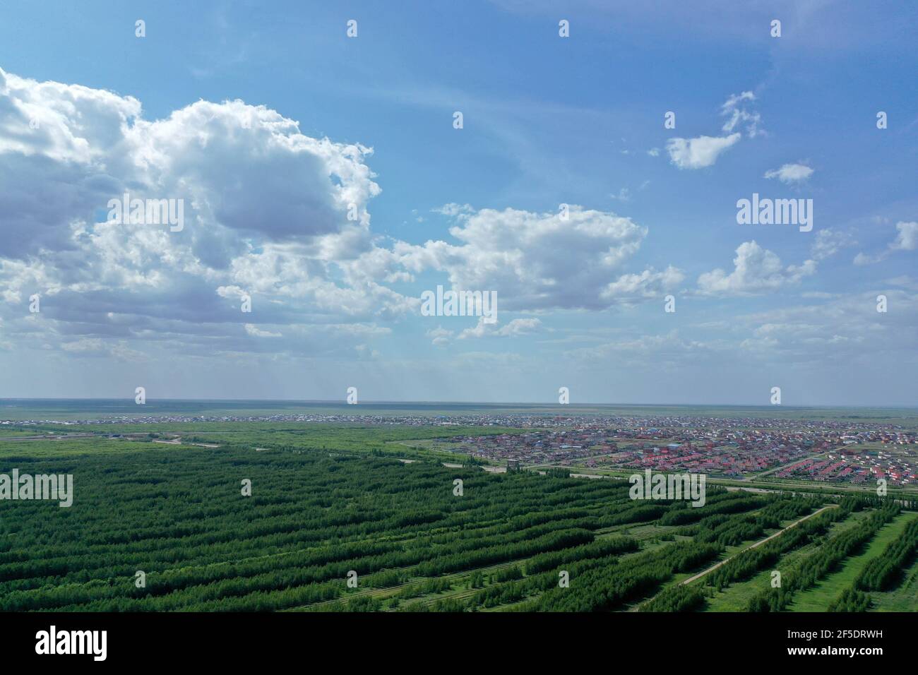 albero verde piantando villaggio strada sullo sfondo Foto Stock