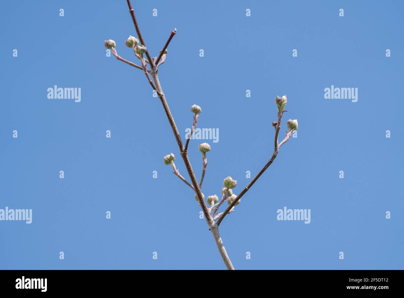 Gemme di dogwood (Cornus florida), Isehara City, Prefettura di Kanagawa, Giappone. Poco prima di fiorire. 26 Marzo 2021. Foto Stock