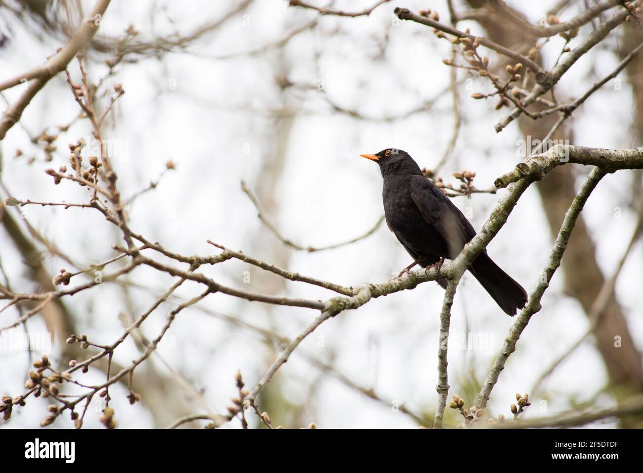 Uccello nero maschile che riposa in un albero di cenere Foto Stock