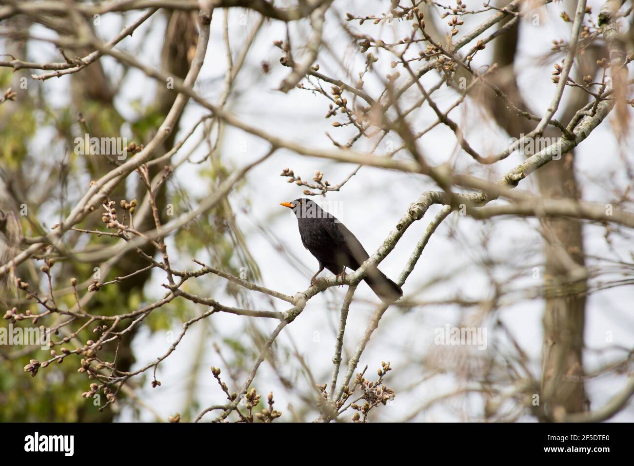 Uccello nero maschile che riposa in un albero di cenere Foto Stock