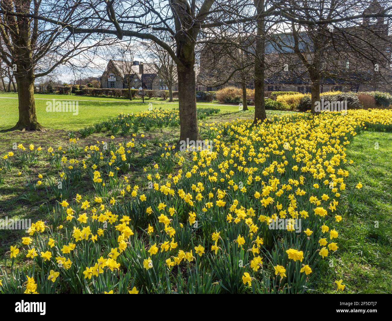Narcisi in fiore a Belmont Park in Starbeck Harrogate North Yorkshire Inghilterra Foto Stock