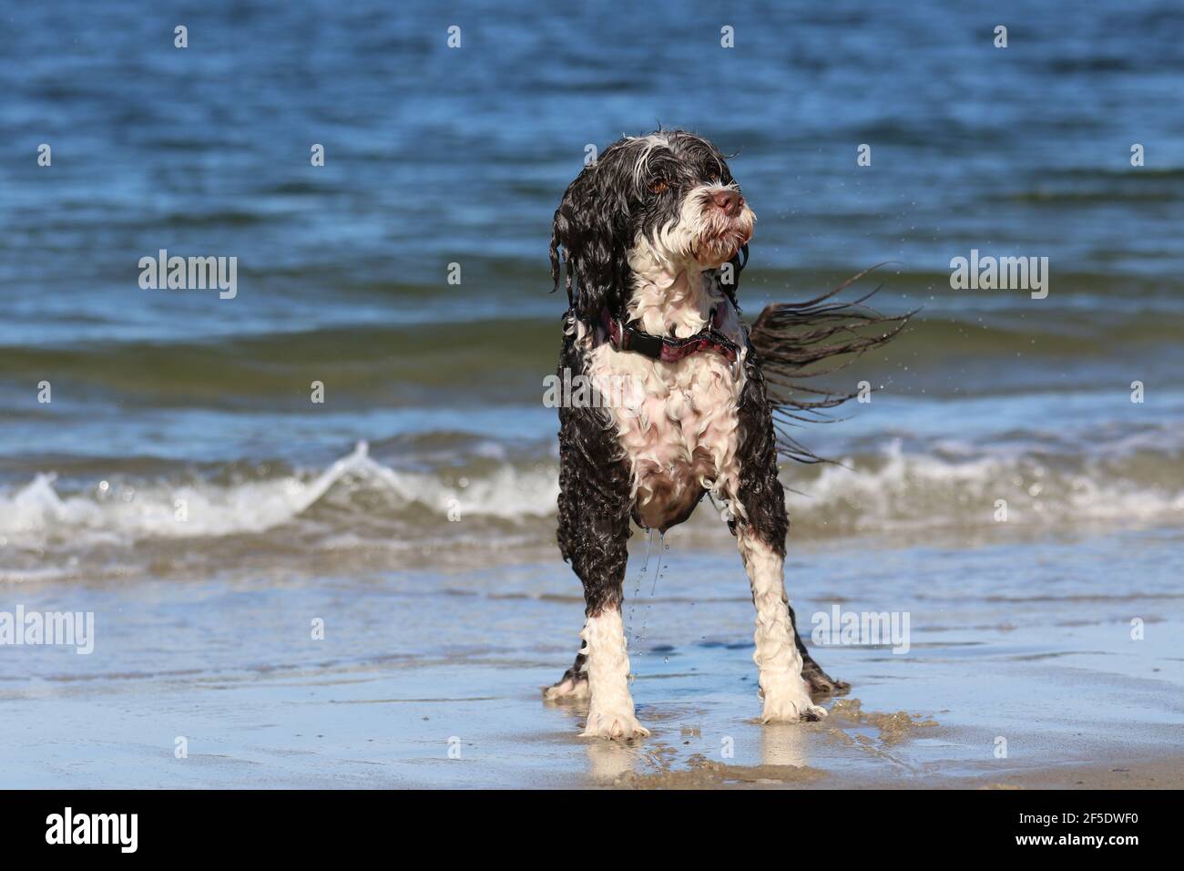 Un cane d'acqua in piedi vicino all'oceano in un giorno fuori alla spiaggia in estate pronto a giocare l'acqua Foto Stock