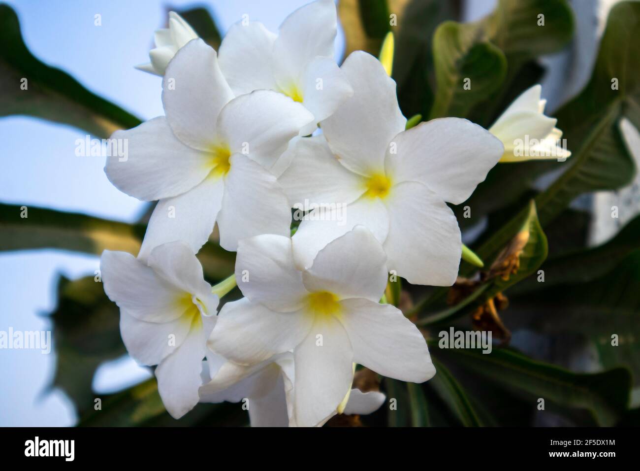 bel fiore bianco.(frangipani) Foto Stock