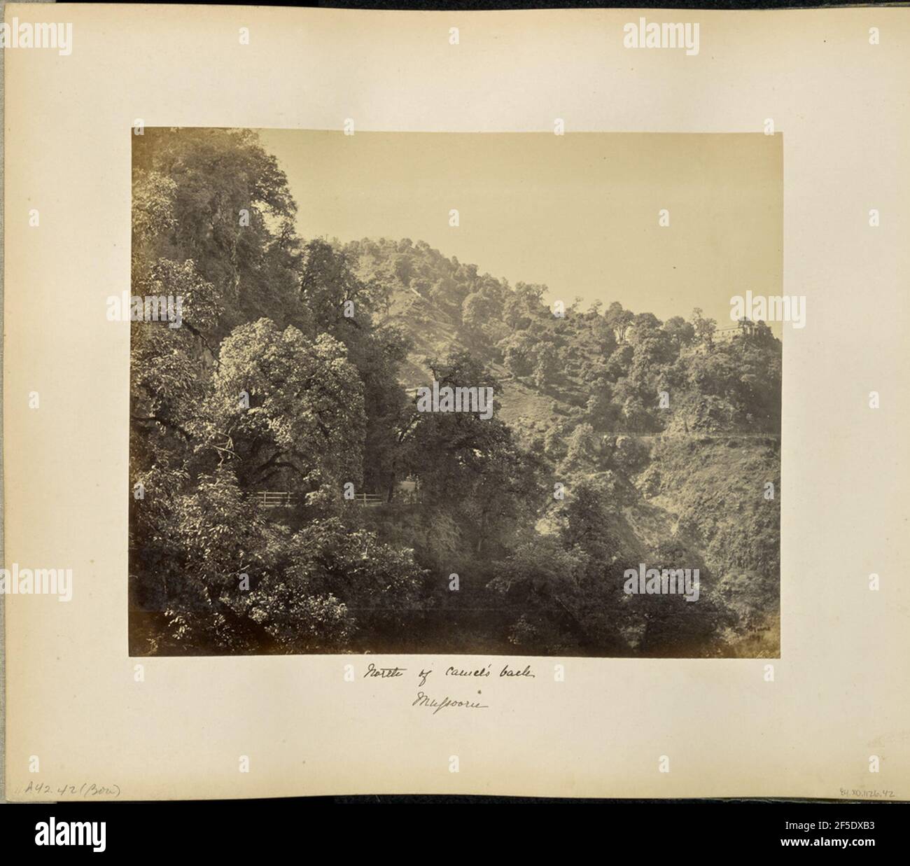 Mussoorie; Foliage sul Mall, lato nord del dorso del cammello. Vista sul paesaggio collinare intorno Mussoorie. Le colline sono coperte di alberi e pennello, e si può vedere un percorso foderato di recinzione che si snoda attraverso le colline. (Recto, immagine) in basso a destra, manoscritto in negativo: '1591' (recto, mount) in basso a sinistra, scritto a mano a matita: 'A42.42 (Bou)' in basso al centro, scritto a mano in inchiostro nero: 'North of Camel's back, / Mussoorie' Foto Stock