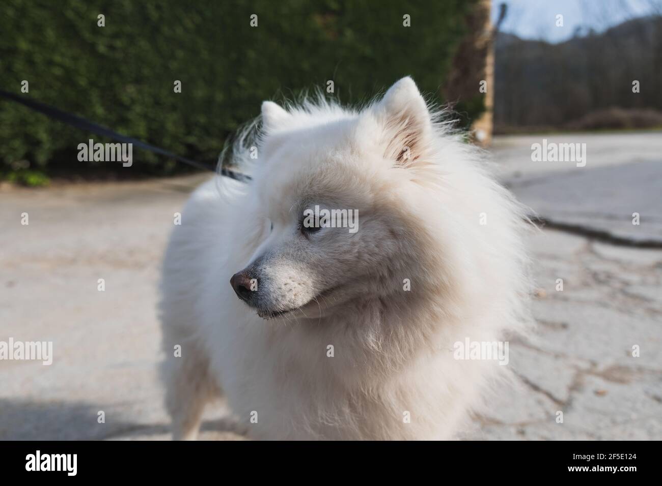Piccolo cane bianco carino fuori. Foto Stock