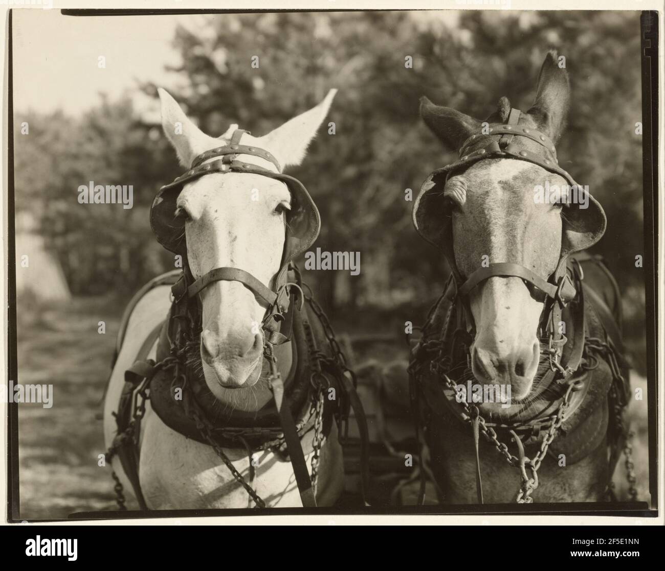 Two Jules, contea di Hale, Alabama. Walker Evans (cucina americana, 1903 - 1975) Foto Stock