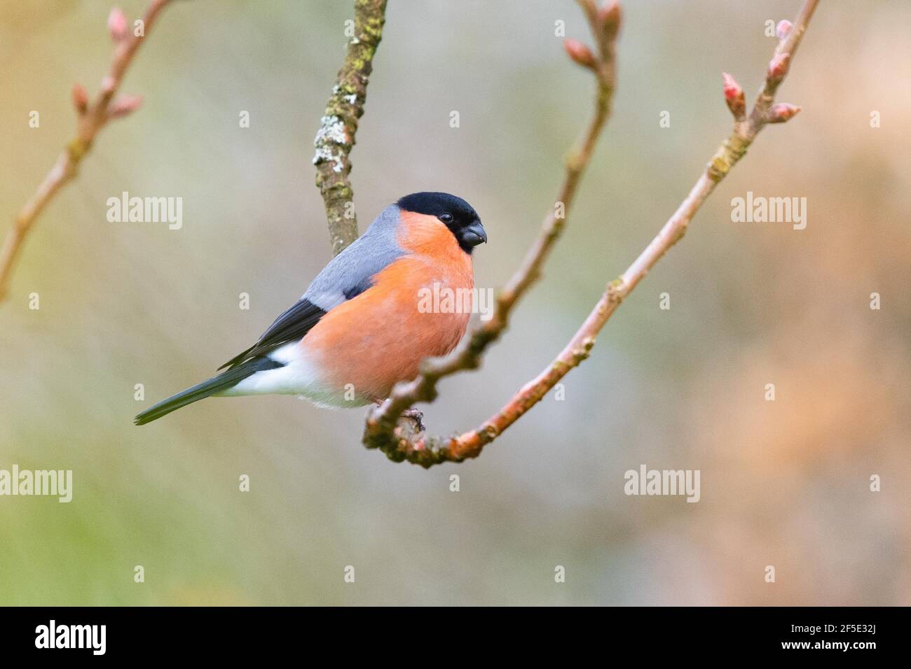 Bullfinch maschio (pirrhula pirrhula) in primavera - Scozia, UK Foto Stock