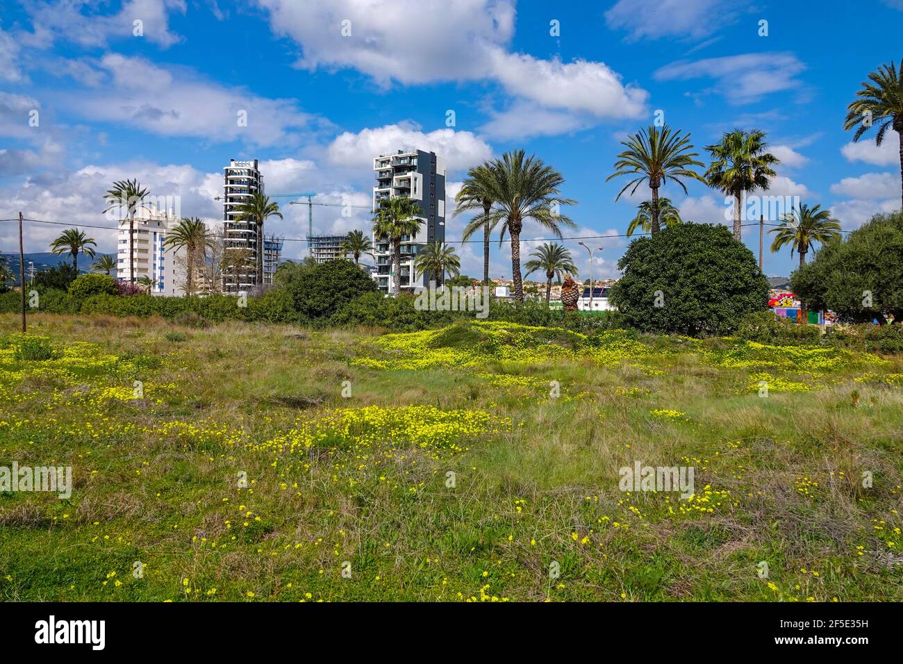 Palme, fiori gialli e condominio a Calpe, Calp, Costa Blanca, Spagna, in inverno Foto Stock