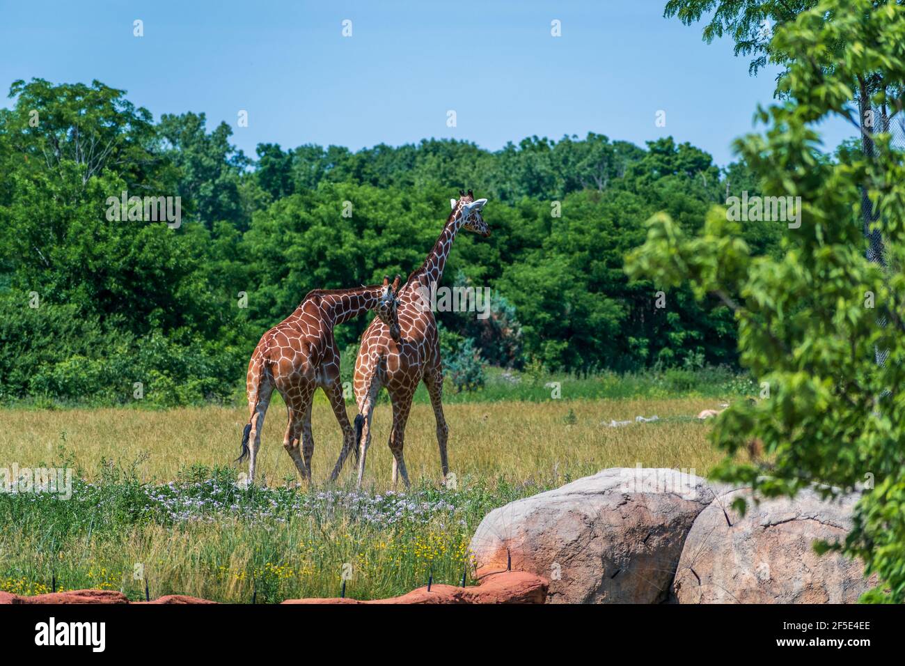 Foto di due giraffe dal retro che camminano nello spazio aperto circondato da un sacco di alberi verdi. Foto Stock