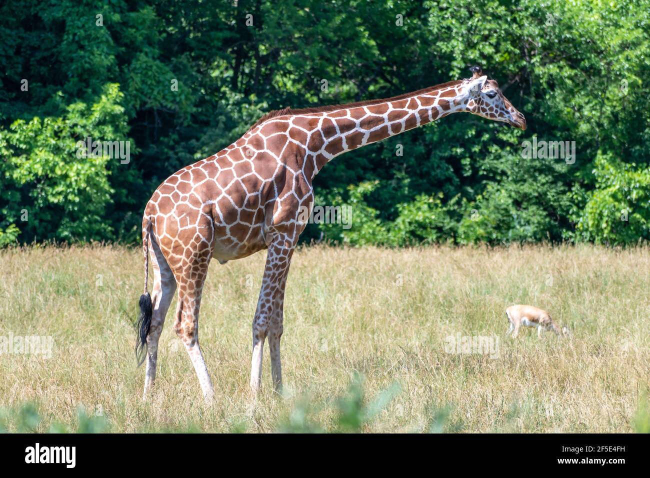 Ripresa di una giraffa e di un altro animale in piedi nello spazio aperto di fronte agli alberi fitti. Foto Stock