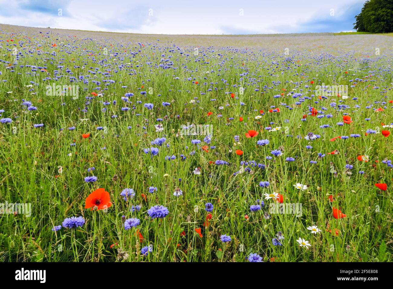 Il prato di Wildflower è stato inseminato dal proprietario terriero per aiutare il recupero dell'ecosistema vicino a Frieth sopra la Hambleden Valley; Frieth, The Chilterns, Buckinghamshire, Regno Unito Foto Stock