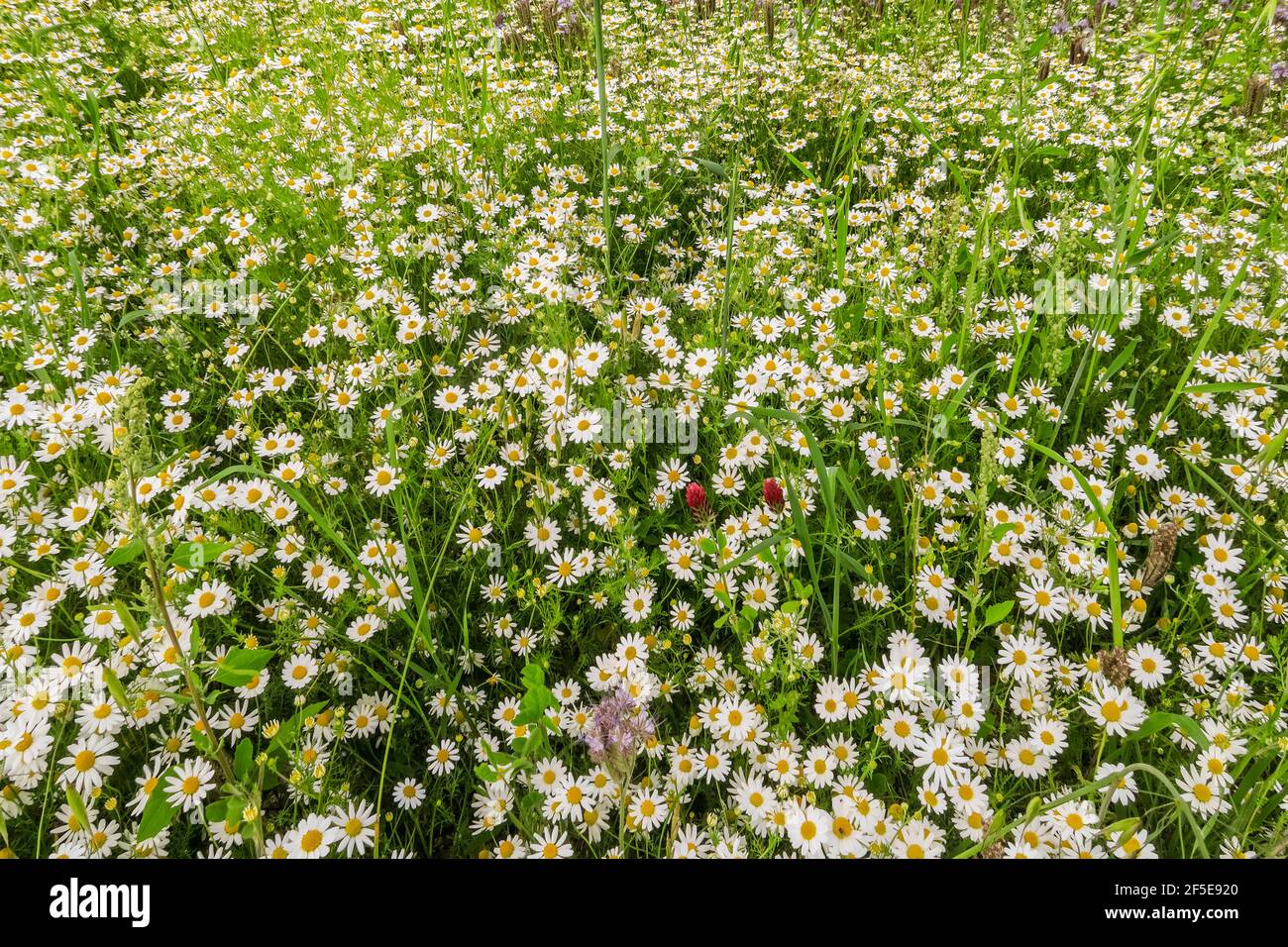 Daisies estate sul pendio di gesso delle colline di Chiltern nella valle di Hambleden vicino a collina di Pheasant; Hambleden, Buckinghamshire, Regno Unito Foto Stock