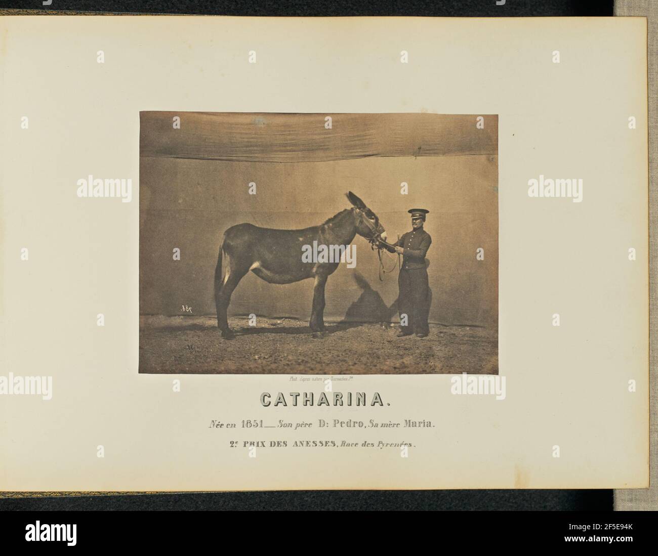 Catharina. Adrien Alban Tournachon (francese, 1825 - 1903) Foto Stock