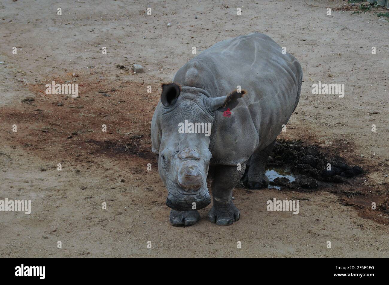 I vitelli rinoceronti orfani da bracconaggio sono curati da surrogati le mamme sono in una custodia sicura prima di essere rilasciate Nella natura selvaggia nel Kruger Foto Stock