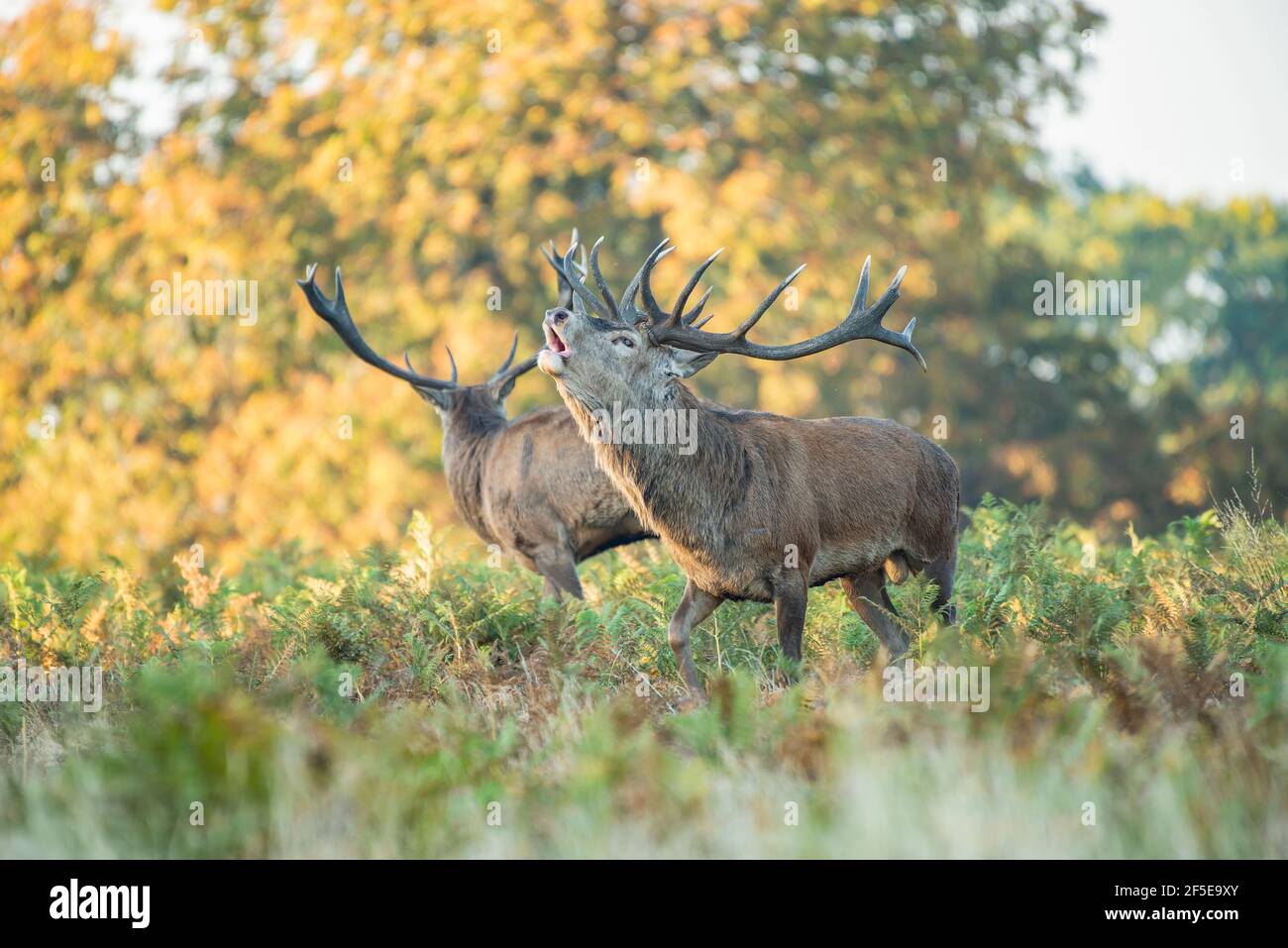 Due cervi rossi maschi che abbellono durante la stagione autunnale a Richmond parcheggio Foto Stock