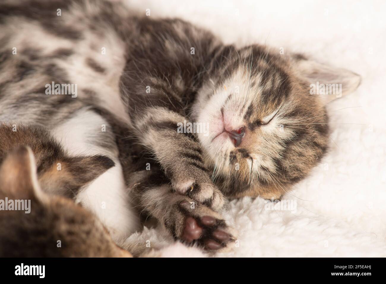Cute tabby kitten suono addormentato con gli occhi chiusi su uno panno con i suoi fratelli Foto Stock
