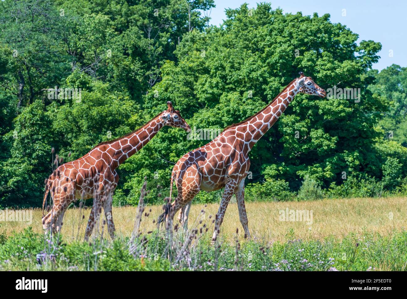 Sparato da parte di due giraffe che camminano nello spazio aperto circondato da alberi fitti. Foto Stock