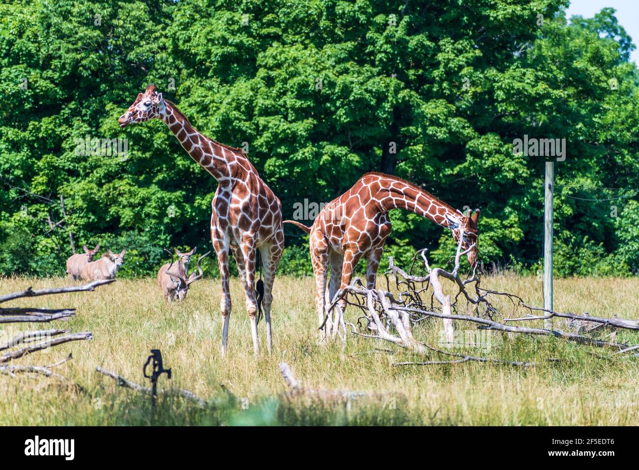 Sparato da parte di due giraffe che camminano e guardando i lati differenti nello spazio aperto. Foto Stock