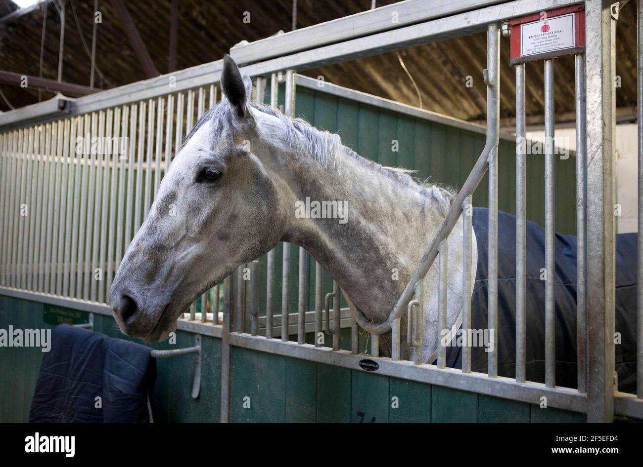 Empire Lavent, di proprietà di Sir Alex Ferguson, alle scuderie Paul Nicholls di Ditcheat, Somerset. 22 aprile 2012. Foto di Adam Gasson. Foto Stock