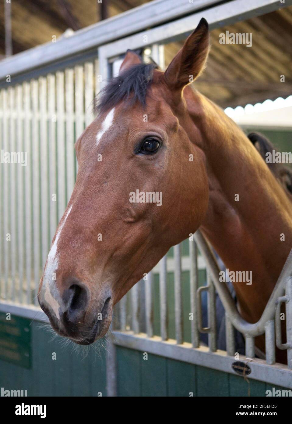 What A Friend, di proprietà di Sir Alex Ferguson, alle scuderie Paul Nicholls di Ditcheat, Somerset. 22 aprile 2012. Foto di Adam Gasson. Foto Stock