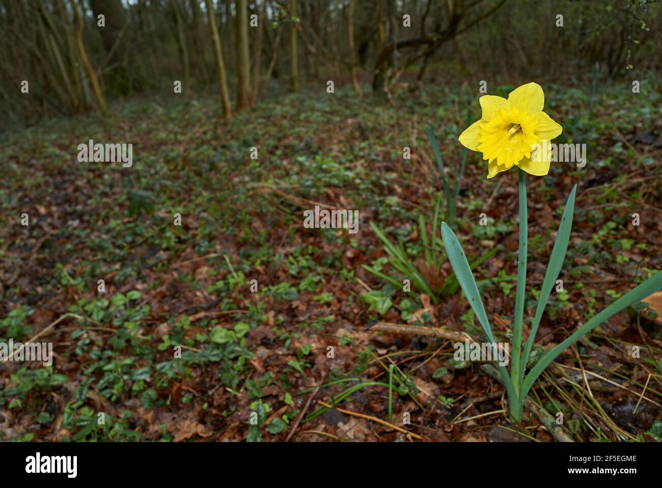 Fiore solitario di daffodil in un bosco. Foto Stock