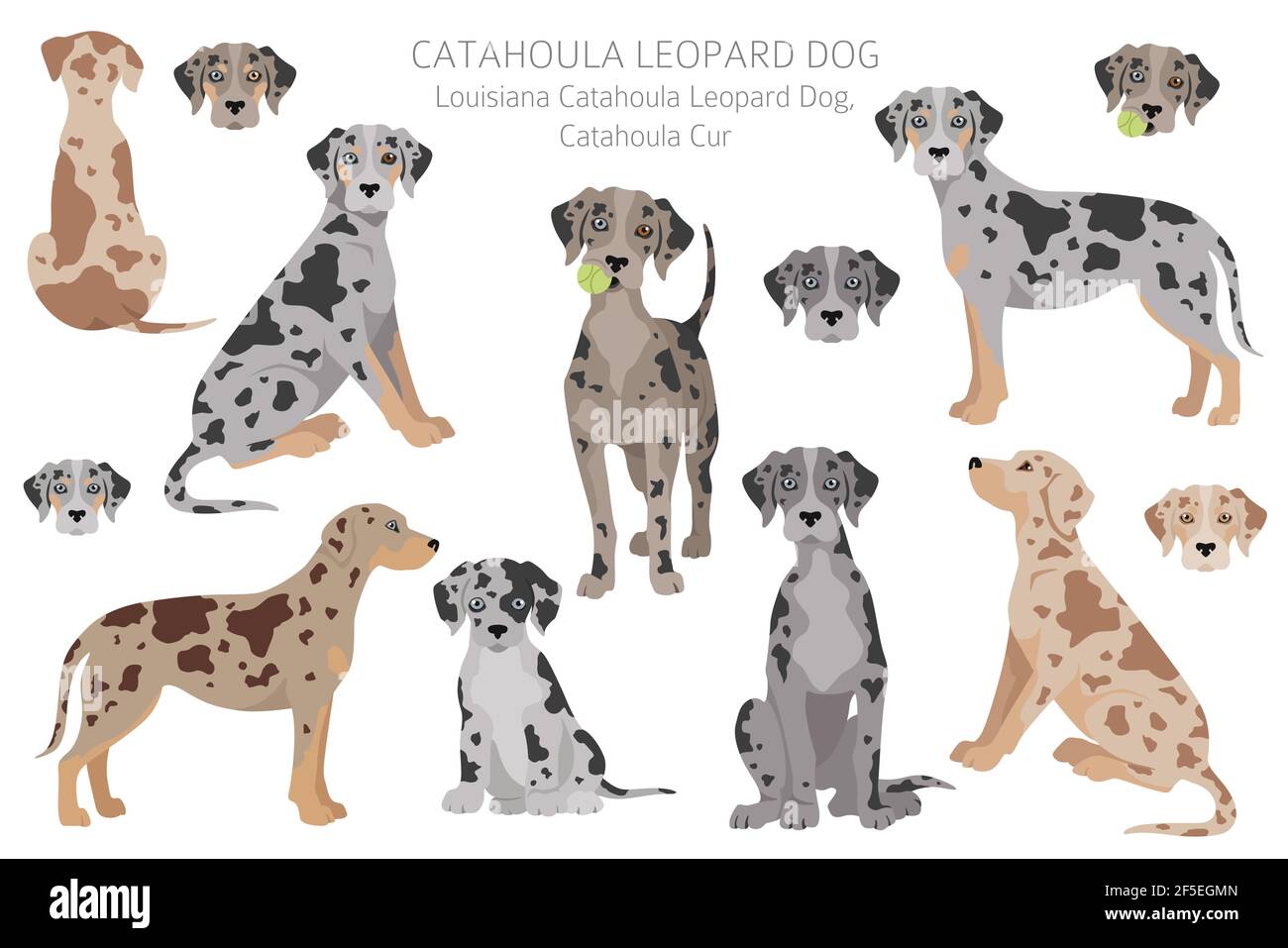 Catahoula leopardo cane clipart. Pose diverse, colori del rivestimento. Illustrazione vettoriale Illustrazione Vettoriale