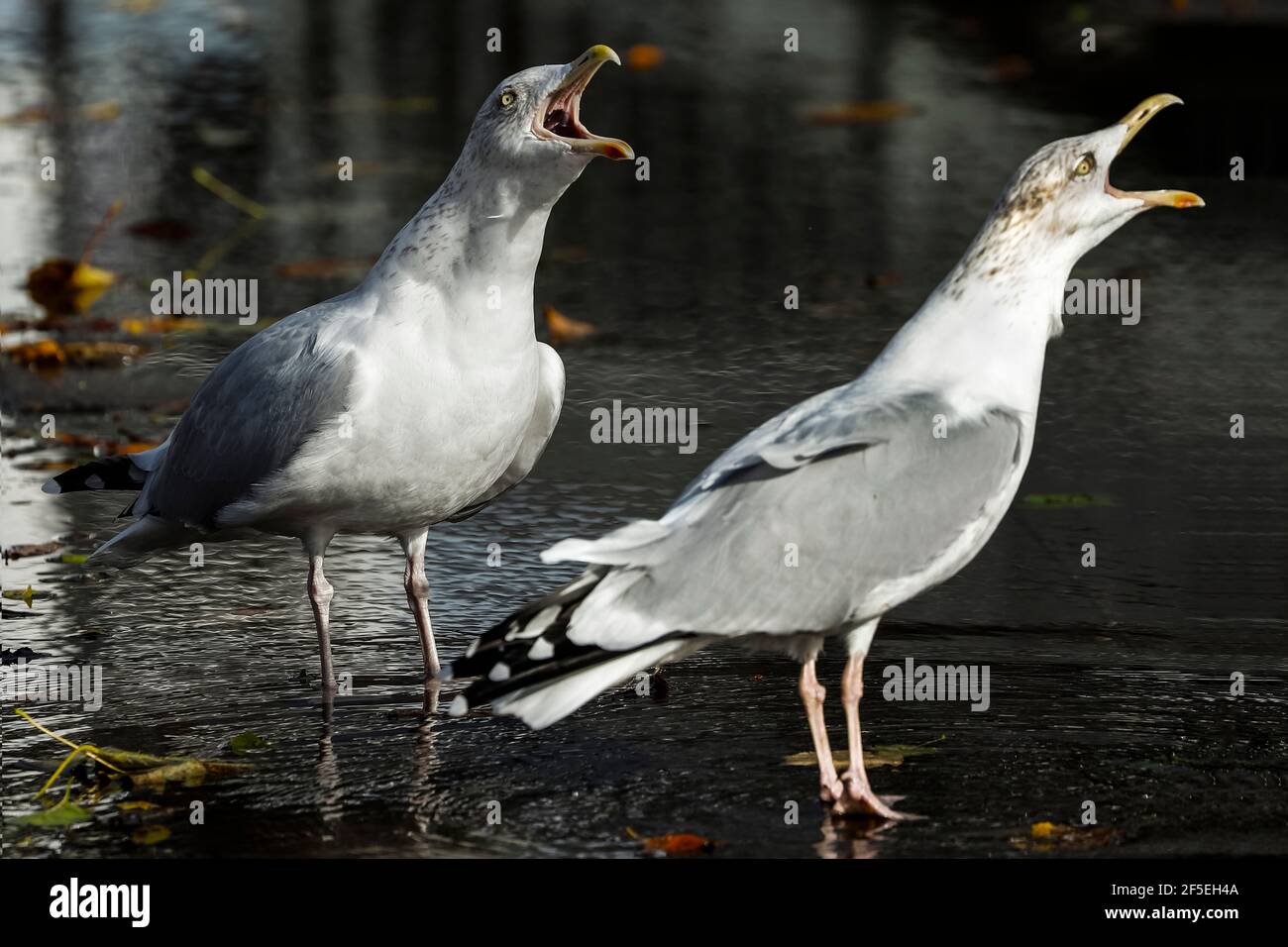 Gabbiani europei di aringhe (Larus argentatus) con distintive gambe rosa che richiamano il porto di questa città costiera; Aberaeron, Ceredigion, Galles, Regno Unito Foto Stock