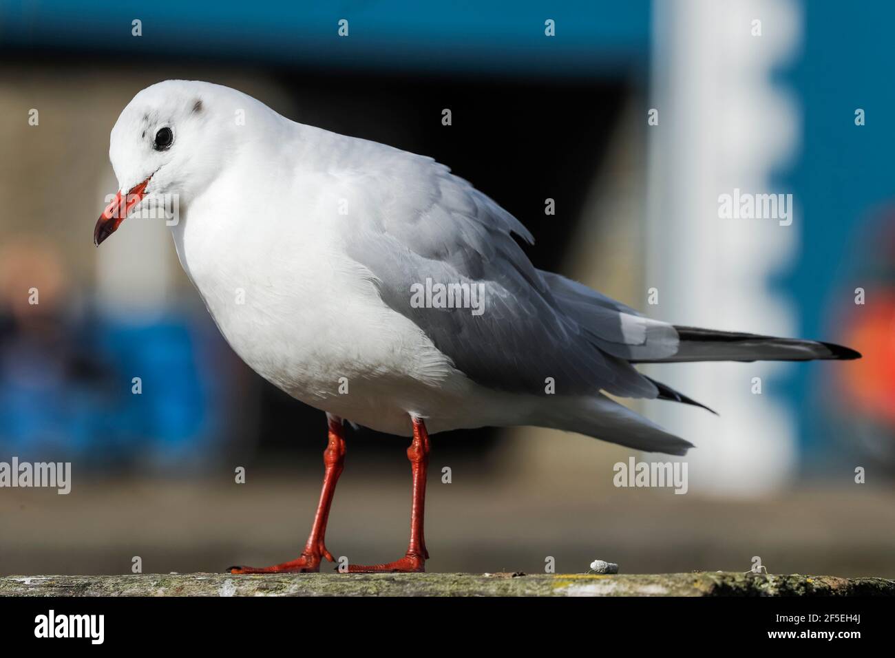 Gabbiano a testa nera (Chromicocephalus ridibundus) con bolletta rossa e zampe in piumaggio invernale in questa popolare città costiera; Aberaeron, Ceredigion, Galles, Regno Unito Foto Stock