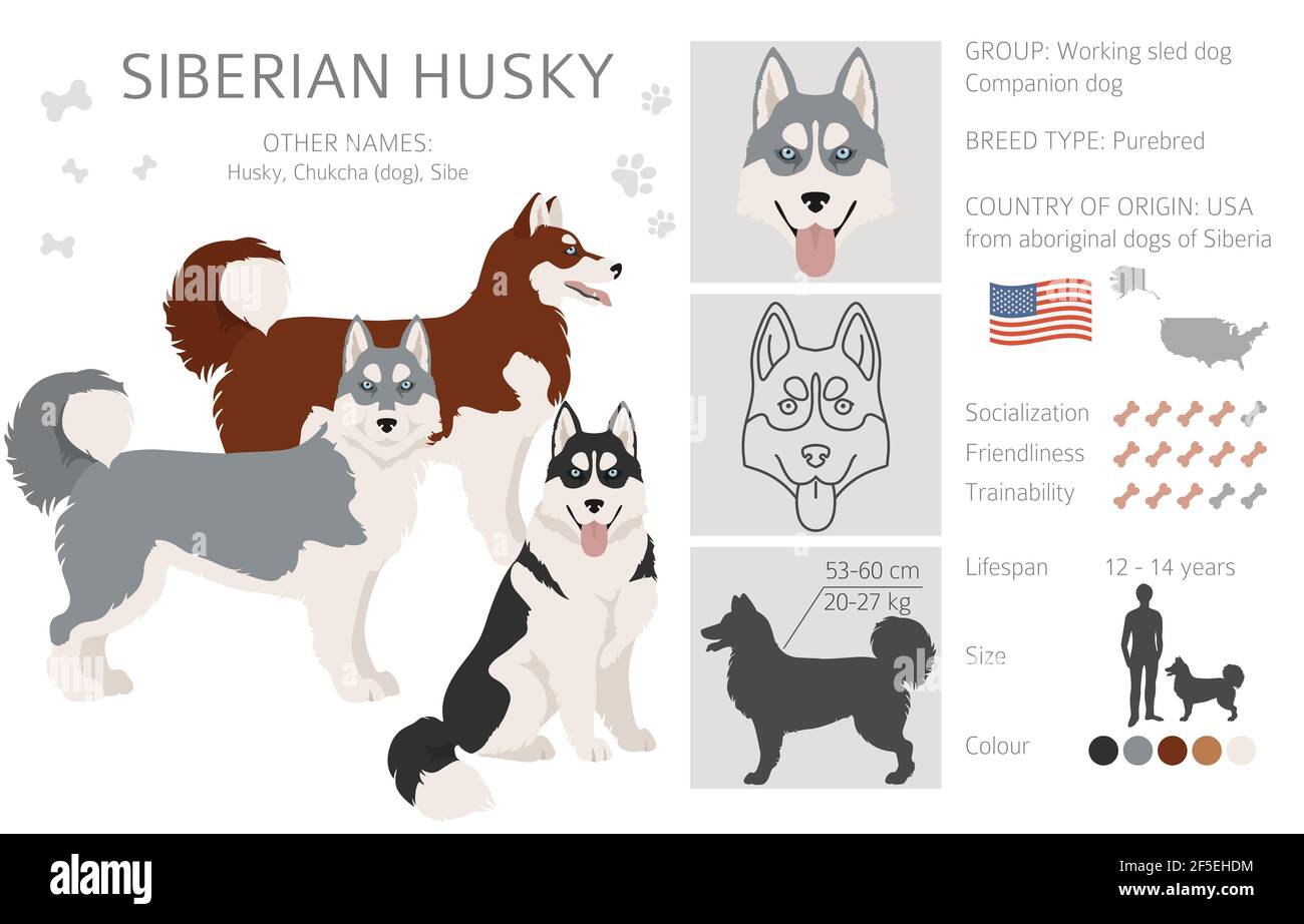 Pose di Husky siberiano, set di colori del cappotto. Illustrazione  vettoriale Immagine e Vettoriale - Alamy